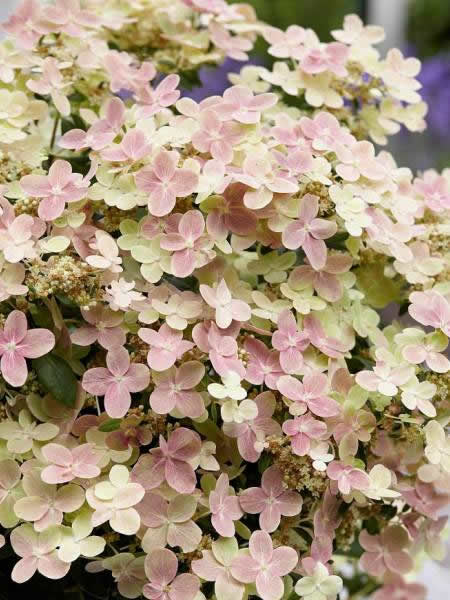 ORTENSIA HYDRANGEA PANICULATA POLESTAR IN VASO 18CM