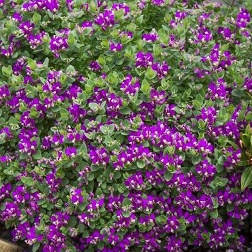 POLYGALA BIBY PINK IN VASO DA 19CM