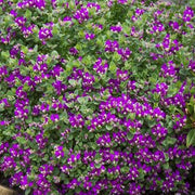 POLYGALA BIBY PINK IN VASO DA 19CM