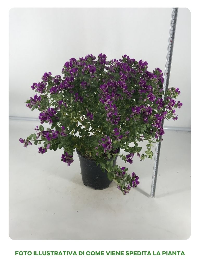 POLYGALA BIBY PINK IN VASO DA 19CM
