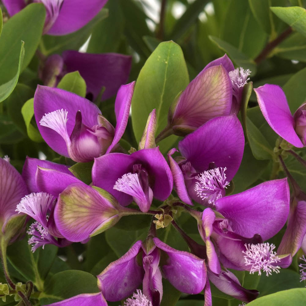 POLYGALA MYRTIFOLIA IN VASO 15CM