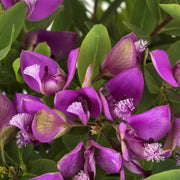POLYGALA MYRTIFOLIA IN VASO 15CM