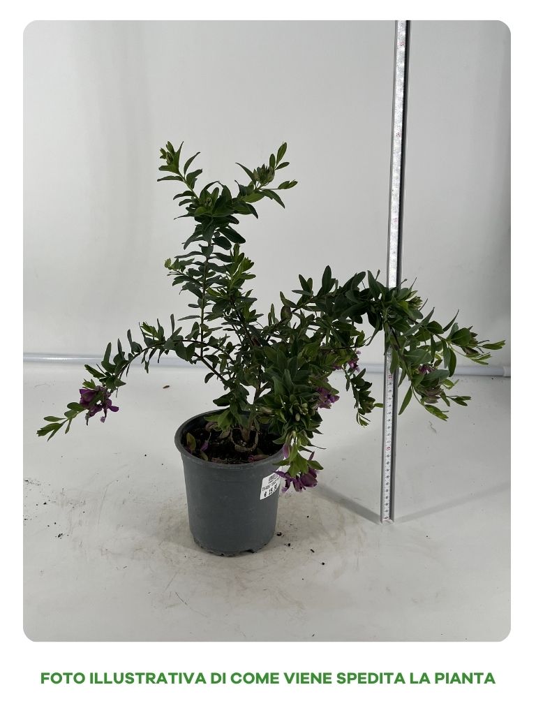 POLYGALA MYRTIFOLIA IN VASO 15CM