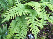 FELCE POLYPODIUM VULGARE VASO 19CM