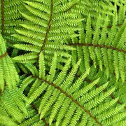 POLYSTICHUM POLYBLEPHARUM IN VASO 18CM