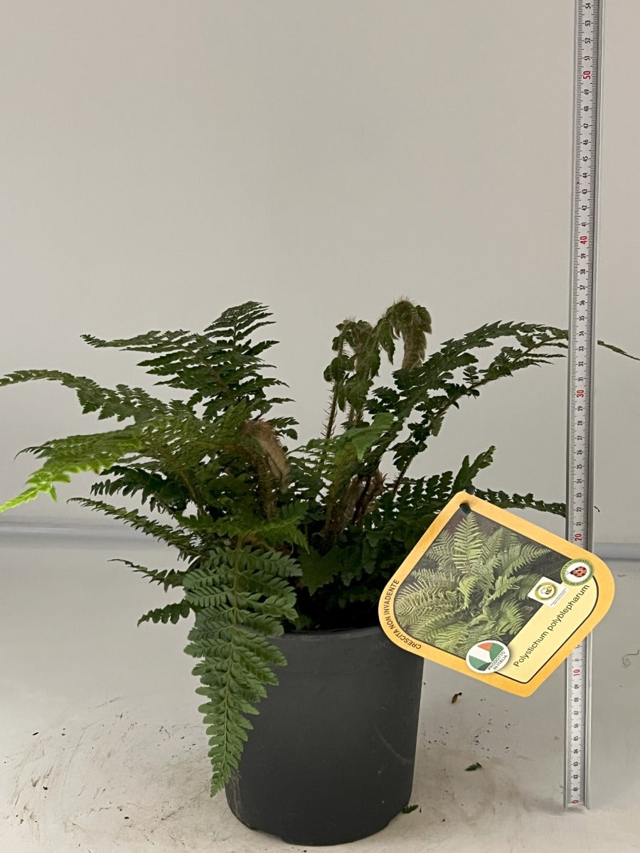 POLYSTICHUM POLYBLEPHARUM IN VASO 18CM