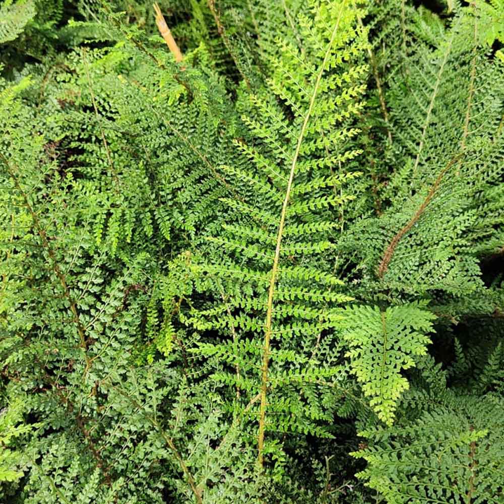POLYSTICHUM SETIFERUM PROLIFERUM IN VASO 18CM