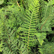 POLYSTICHUM SETIFERUM PROLIFERUM IN VASO 18CM