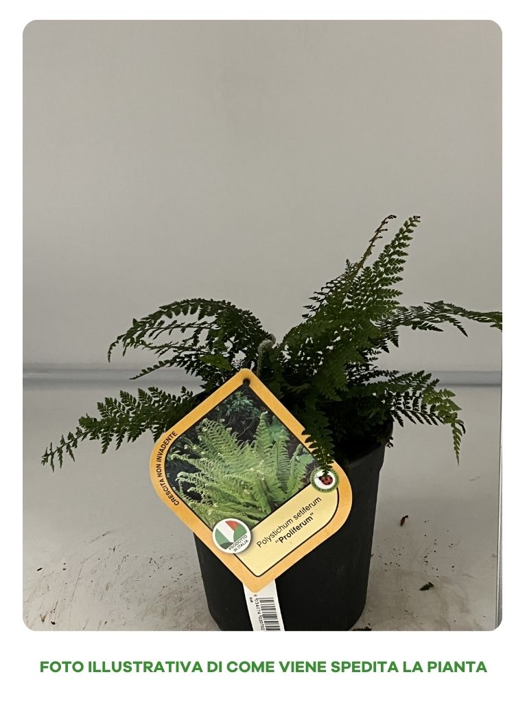 POLYSTICHUM SETIFERUM PROLIFERUM IN VASO 18CM