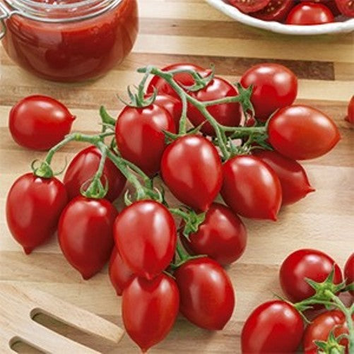 3 PIANTE IN VASO Ø 10CM DI POMODORO PENDOLINO O PRINCIPE BORGHESE