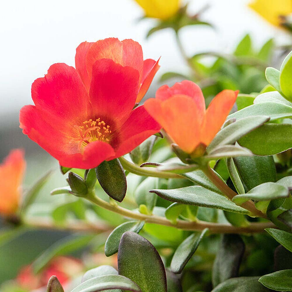 PORTULACA CONFETTI IN VASO DA 14CM