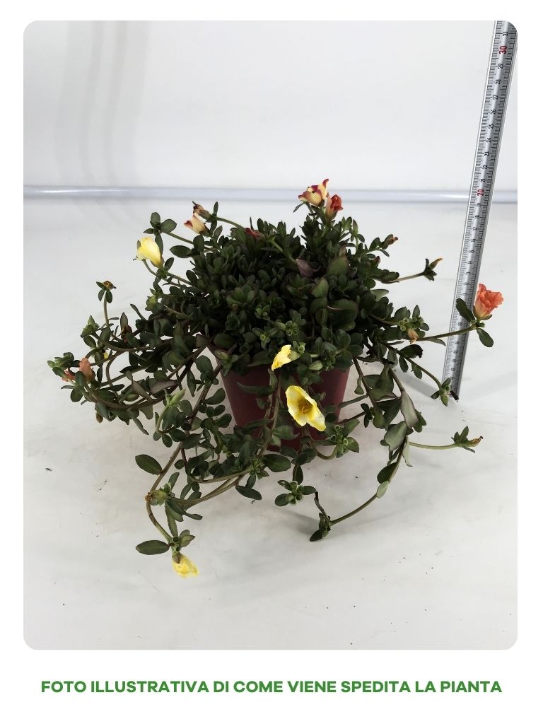 PORTULACA CONFETTI IN VASO DA 14CM