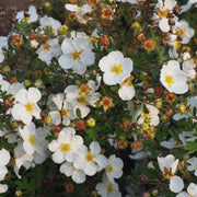 POTENTILLA FRUTICOSA ABBOTSWOOD IN VASO 18CM