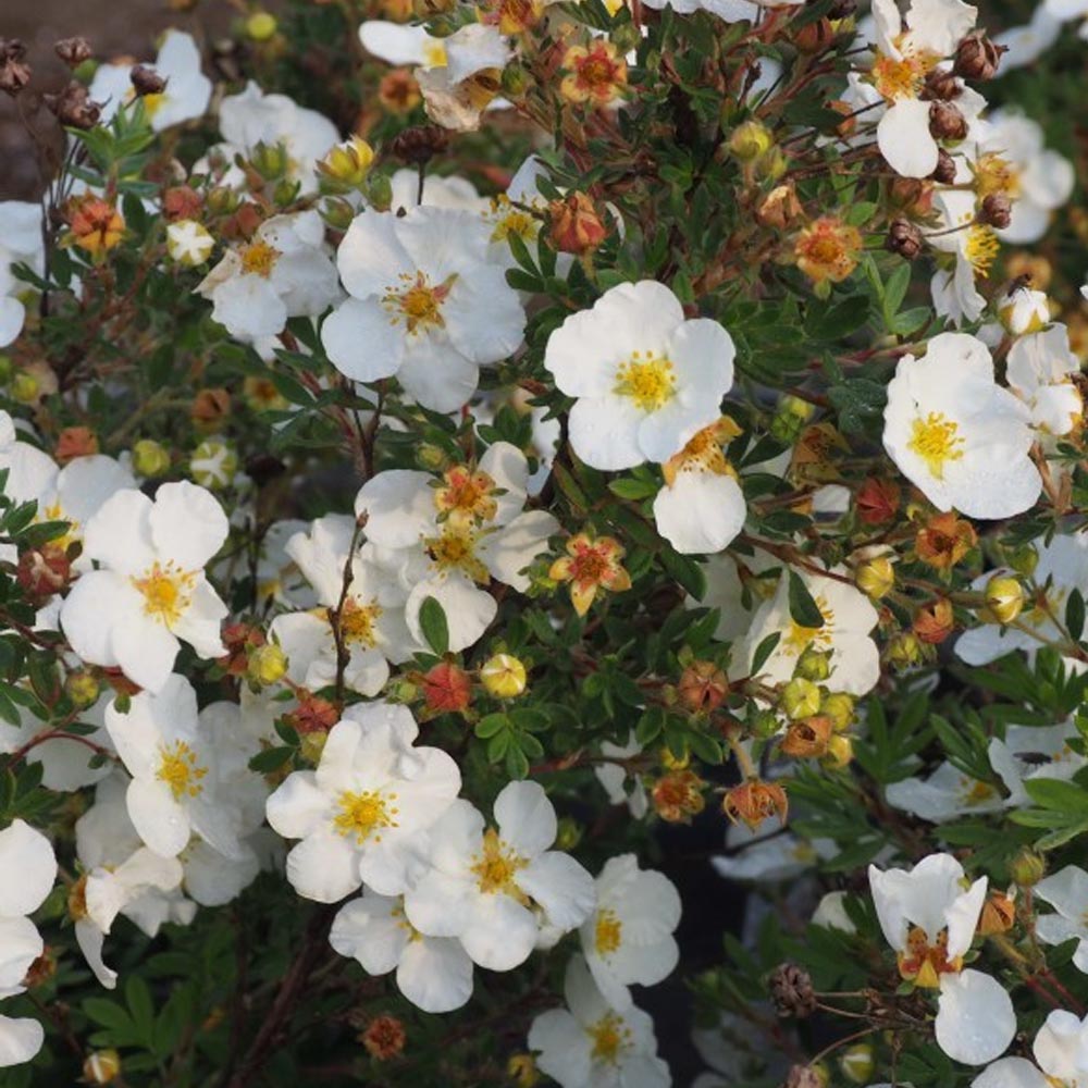 POTENTILLA FRUTICOSA ABBOTSWOOD IN VASO 18CM