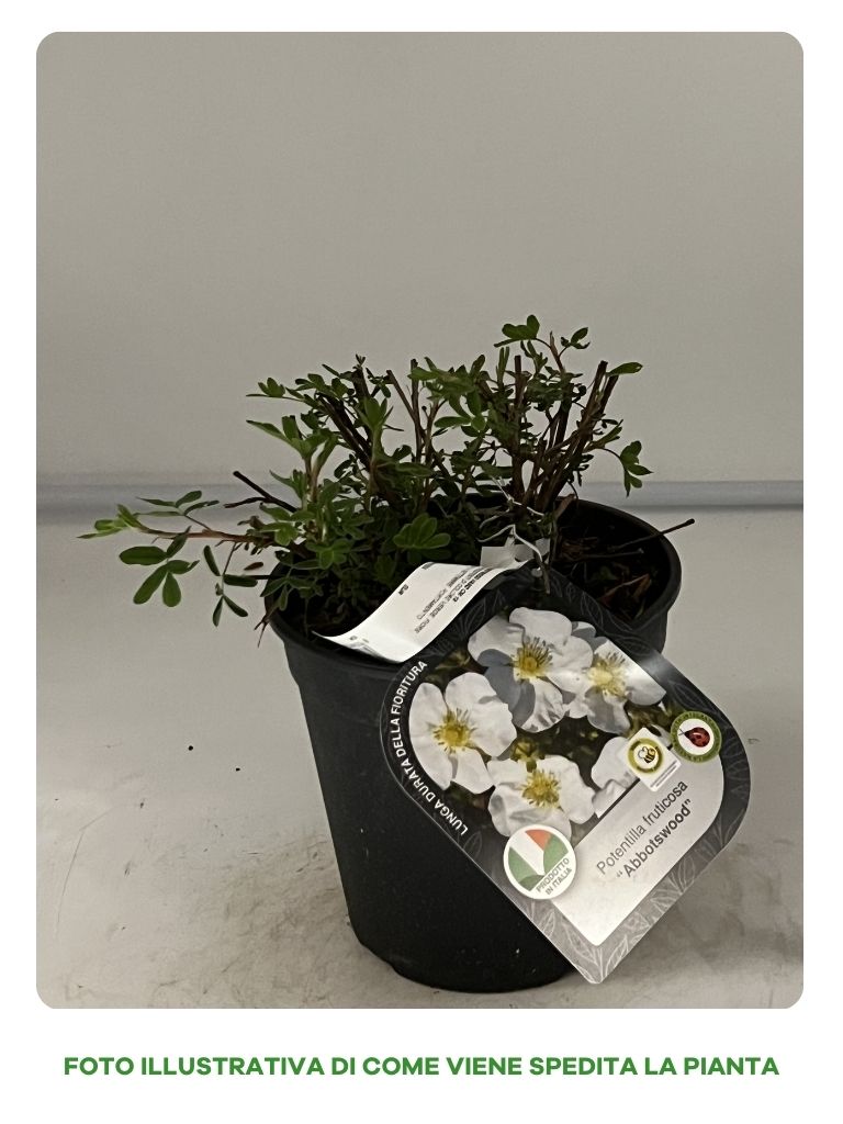POTENTILLA FRUTICOSA ABBOTSWOOD IN VASO 18CM