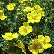 POTENTILLA FRUTICOSA GOLDFINGER IN VASO 18CM