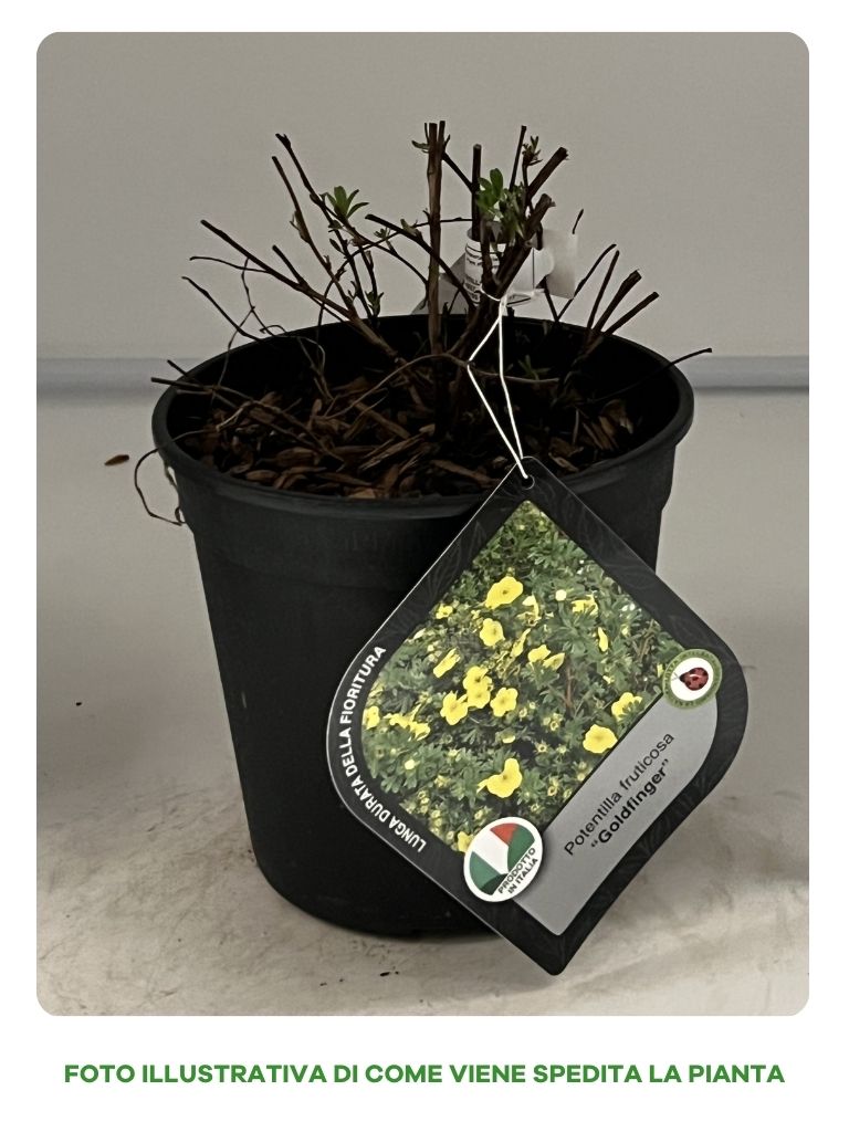 POTENTILLA FRUTICOSA GOLDFINGER IN VASO 18CM