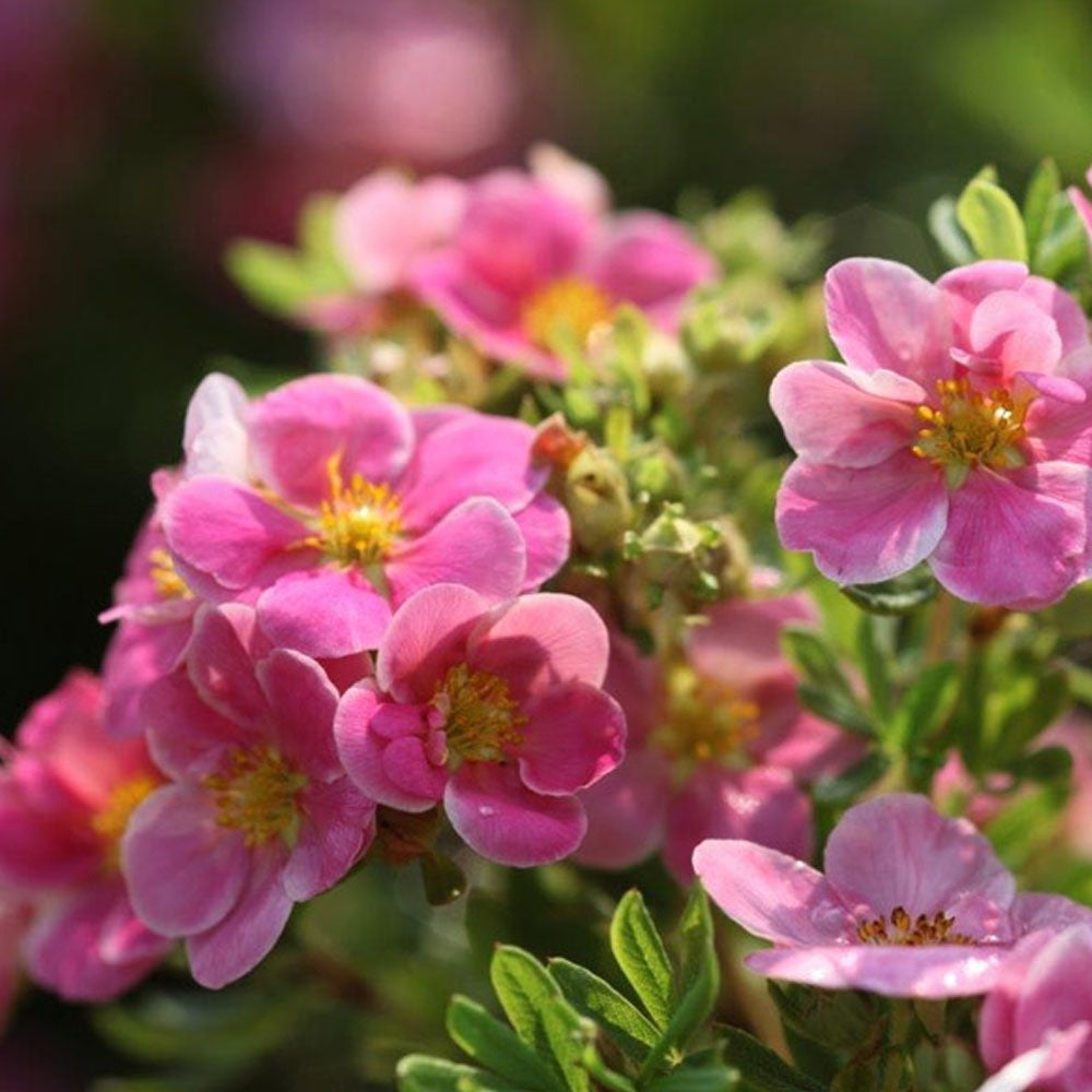 POTENTILLA FRUTICOSA PINK PARADISE IN VASO 18CM