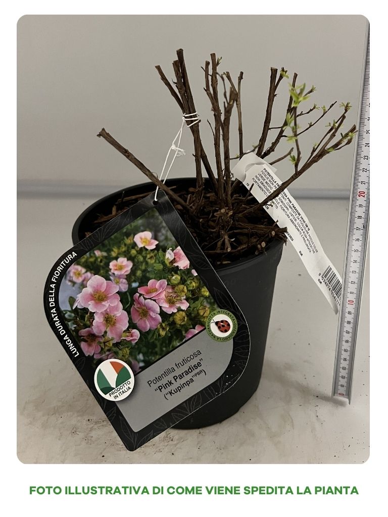 POTENTILLA FRUTICOSA PINK PARADISE IN VASO 18CM