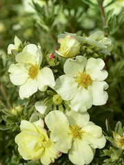 POTENTILLA FRUCTICOSA CREAM'ISSIMA VASO 18CM