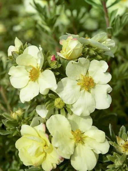 POTENTILLA FRUCTICOSA CREAM'ISSIMA VASO 18CM