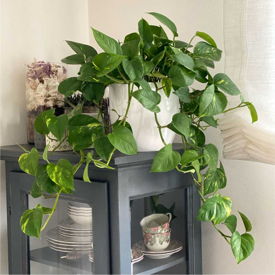 POTHOS AUREA VASO 17CM