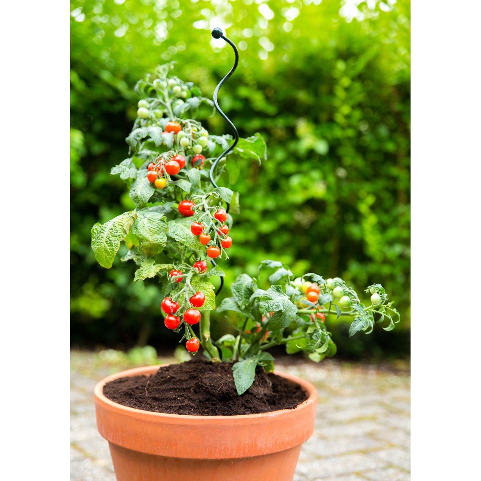 SPIRALE DI SOSTEGNO PER PIANTE IN VASO 55 CM