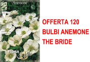 OFFERTA 120 BULBI ANEMONE CORONARIA THE BRIDE