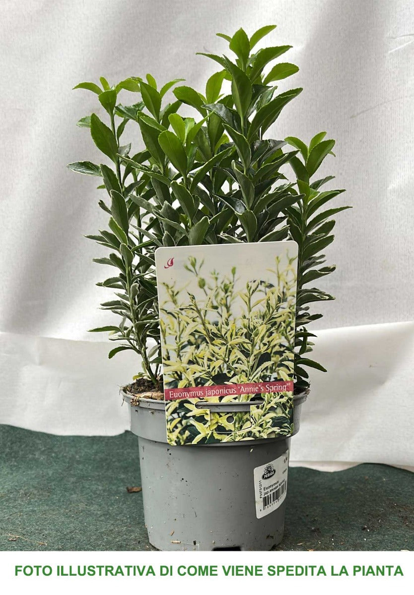 EUONYMUS JAPONICUS ANNIE'S SPRING VASO 13CM