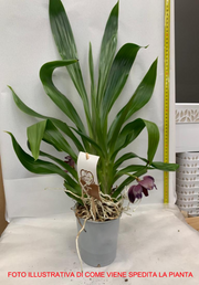 ORCHIDEA PRESCOTORIA VASO 12CM ALTEZZA 55CM