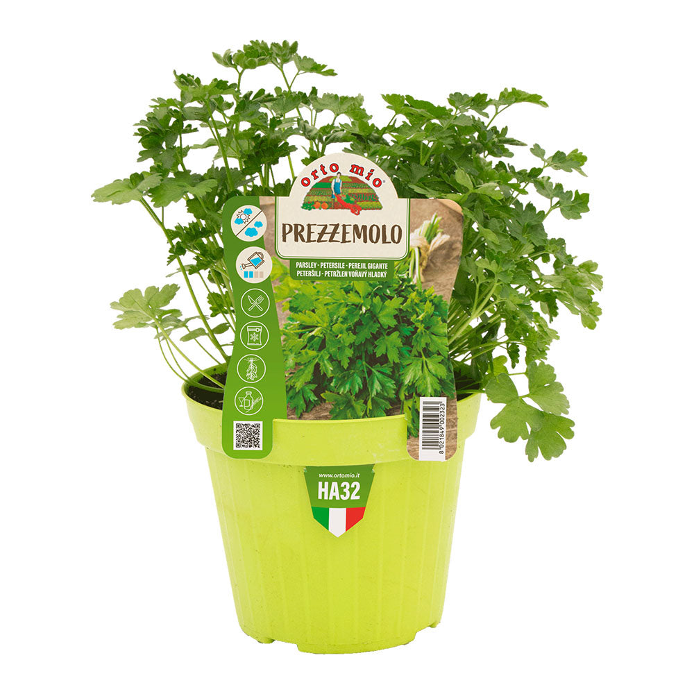 PREZZEMOLO IN VASO 14CM