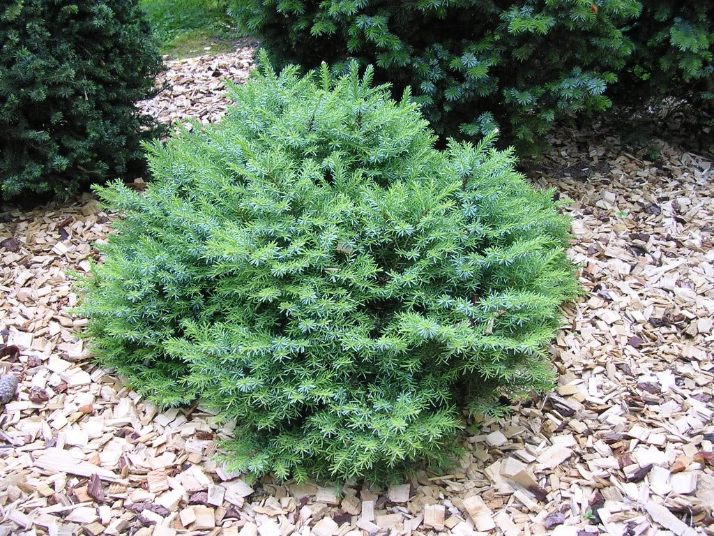 CONIFERA PICEA OMORIKA KAREL VASO 17CM