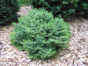 CONIFERA PICEA OMORIKA KAREL VASO 17CM