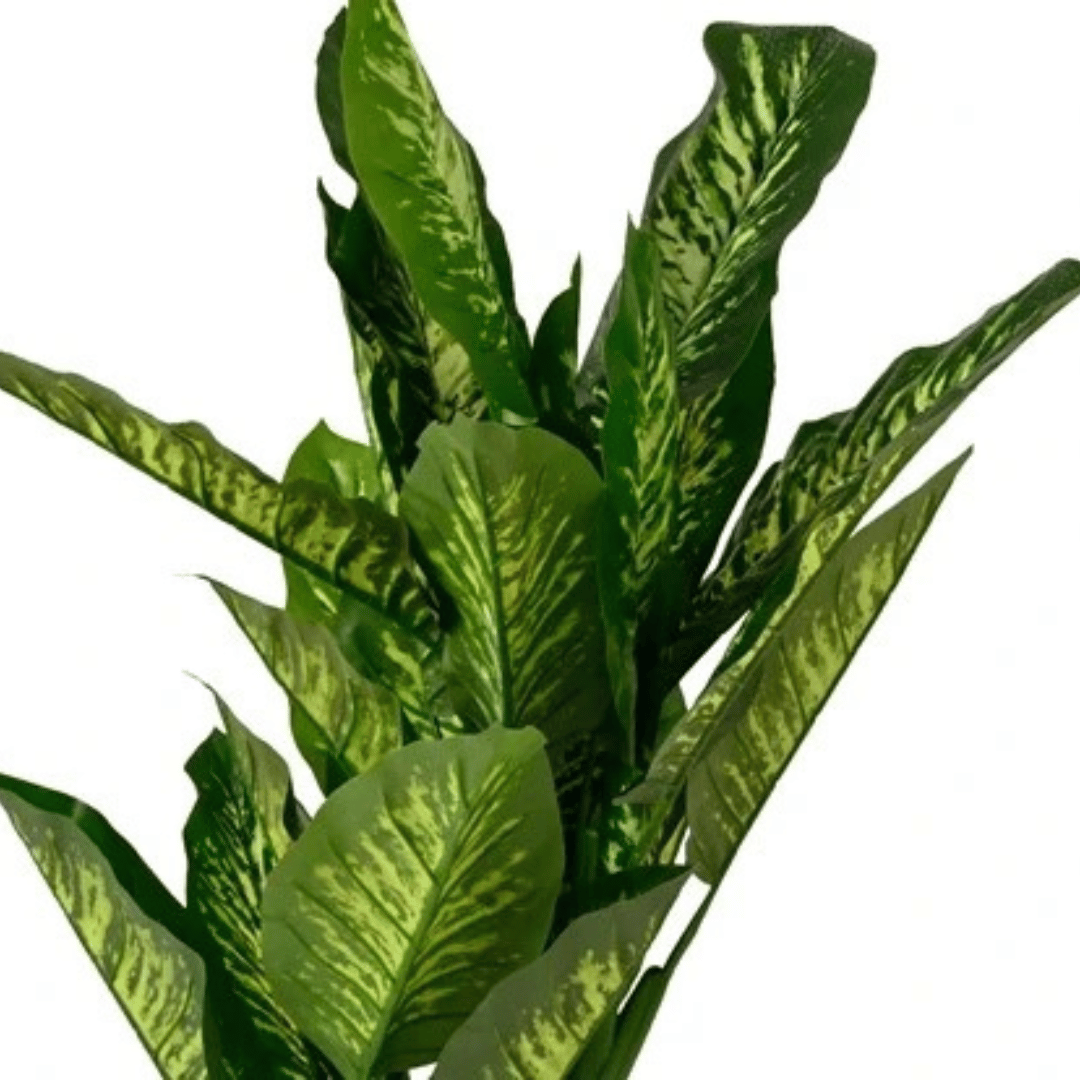 PIANTA DIEFFENBACHIA H150 ARTIFICIALE