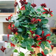 AESCHYNANTHUS MONA LISA VASO 15CM