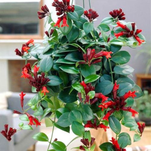 AESCHYNANTHUS MONA LISA VASO 15CM