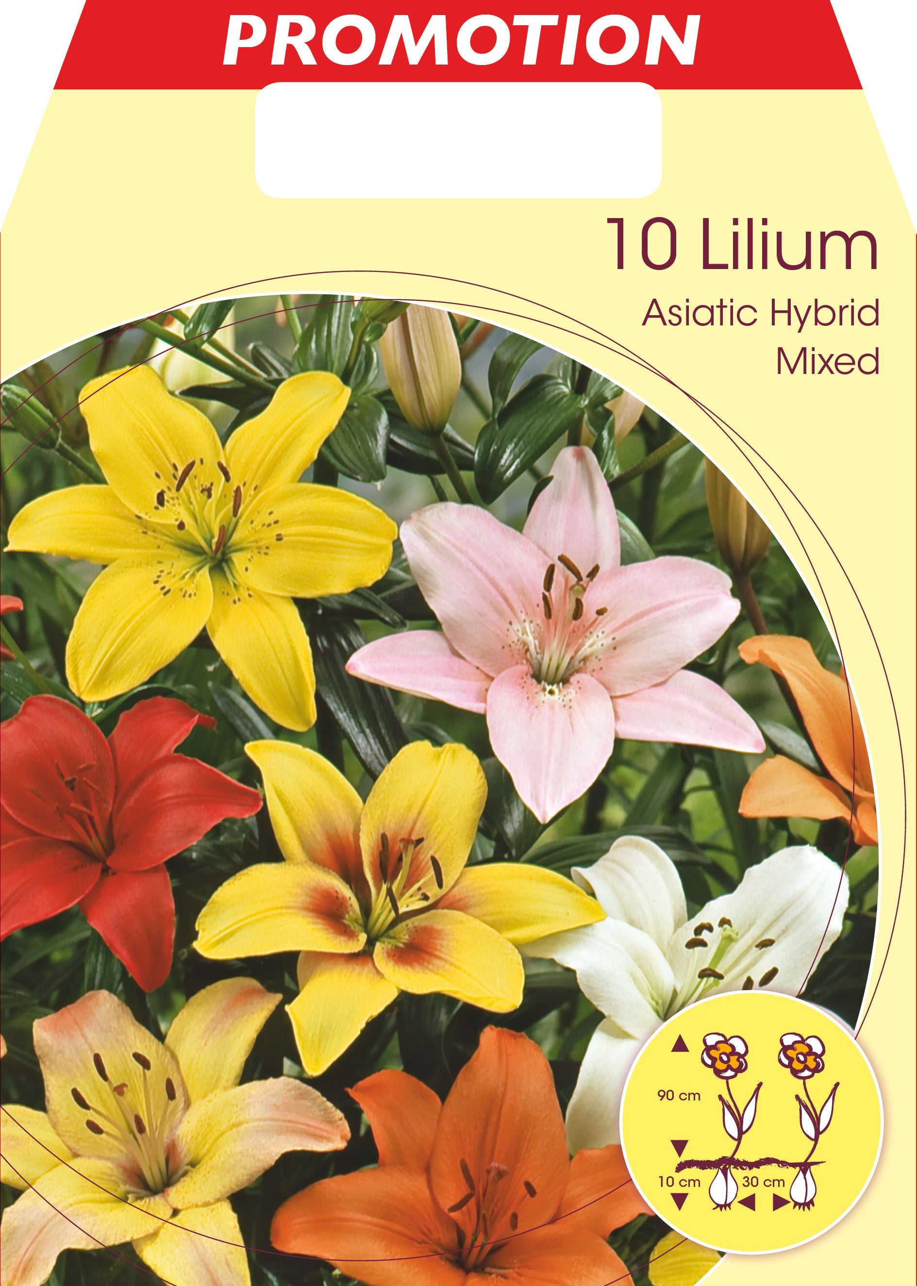 LILIUM ASIATIC MIX (CONFEZIONE DA 10 BULBI)