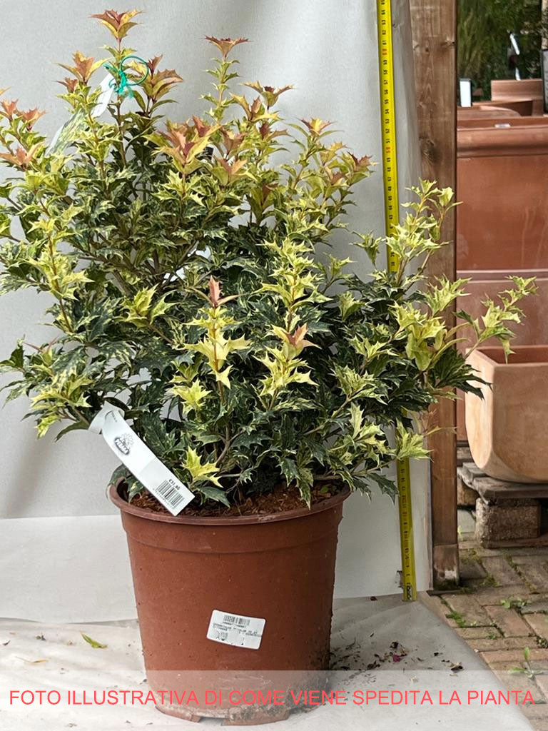 OSMANTHUS TRICOLOR IN VASO 24CM