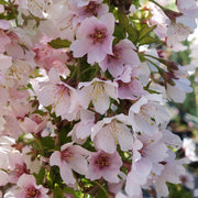 PRUNUS INCISA KOJOU NO MAI CILIEGIO DA FIORE IN VASO 17CM