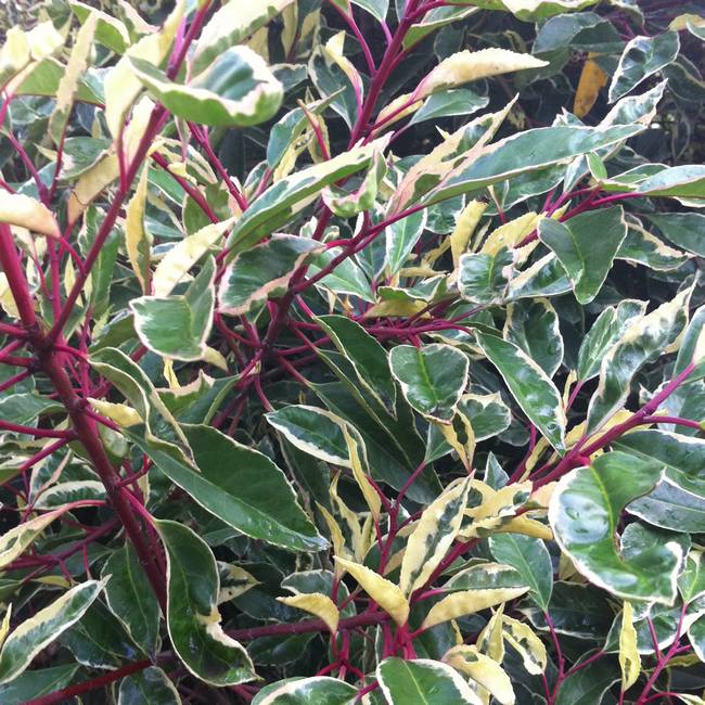 PRUNUS LUSITANICA VARIEGATA LAURO DA SIEPE VASO 17CM