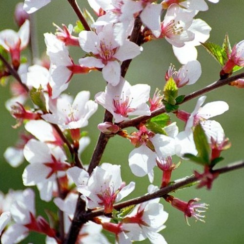 PRUNUS TOMENTOSA CILIEGIO DA FIORE IN VASO 17CM