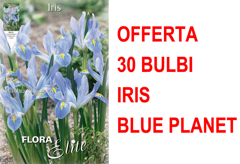 OFFERTA 30 BULBI IRIS RETICULATA BLUE PLANET