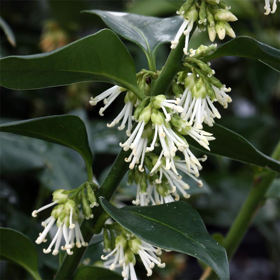 SARCOCOCCA RUSCIFOLIA VASO 18CM