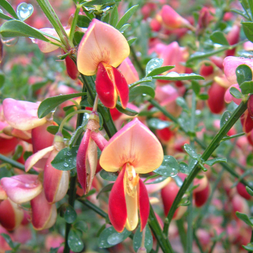 CYTISUS GOLD FINCH VASO 14CM