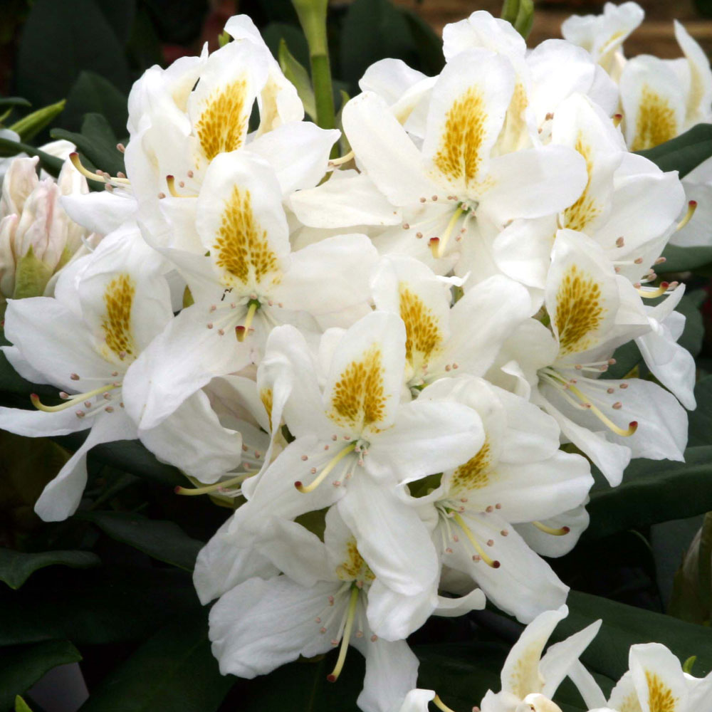 RODODENDRO MADAME MASSON  IN VASO 24CM