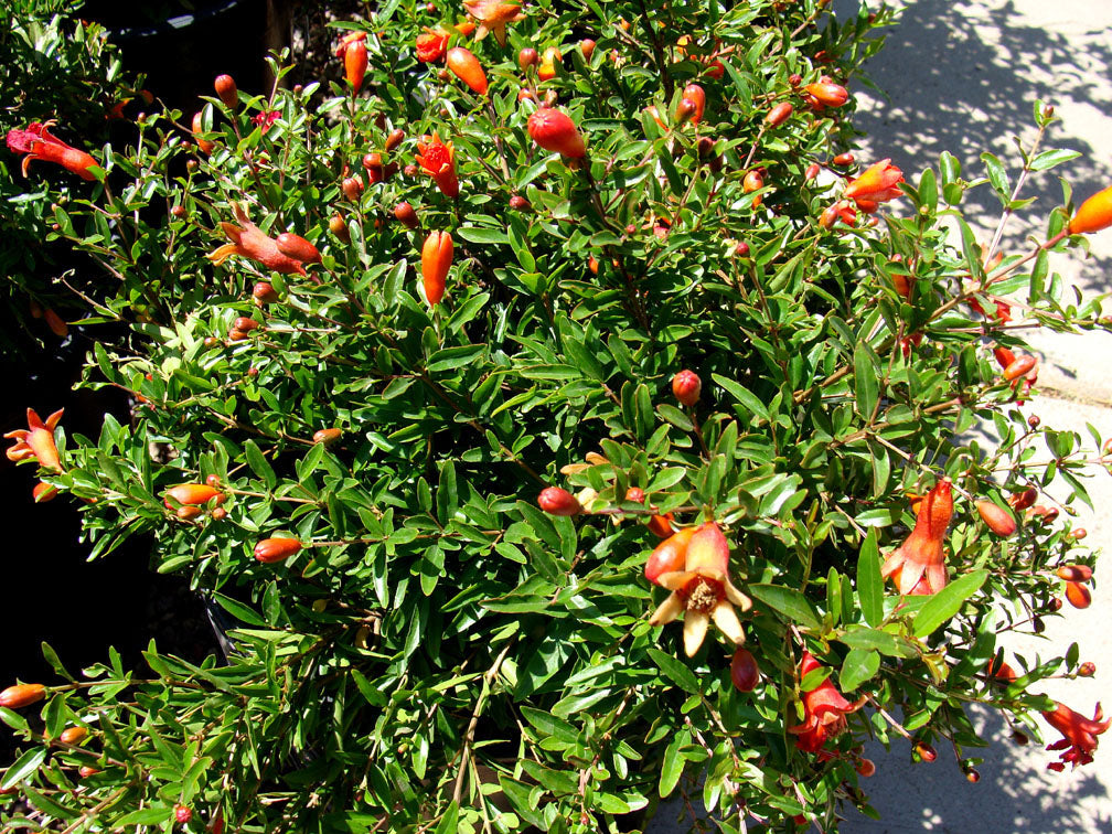 PUNICA GRANATUM NANUM MELOGRANO NANO IN VASO 24CM