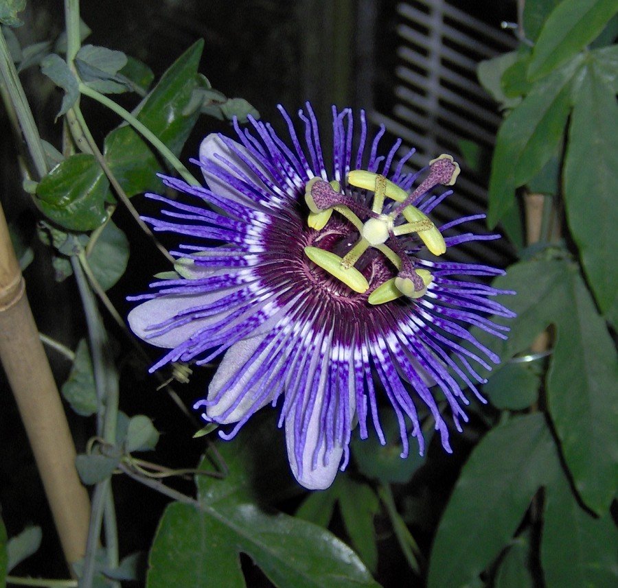 PASSIFLORA PURPLE HAZE VASO 16CM