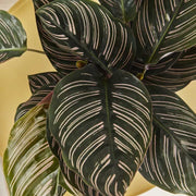 CALATHEA SANDERIANA IN VASO 14CM