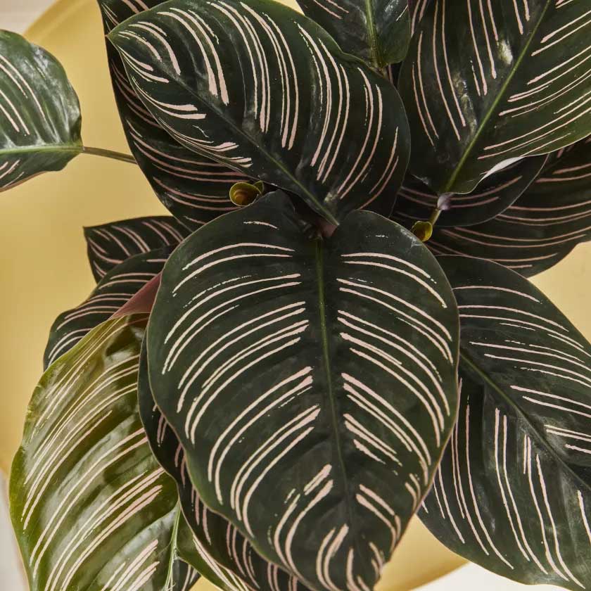 CALATHEA SANDERIANA IN VASO 14CM