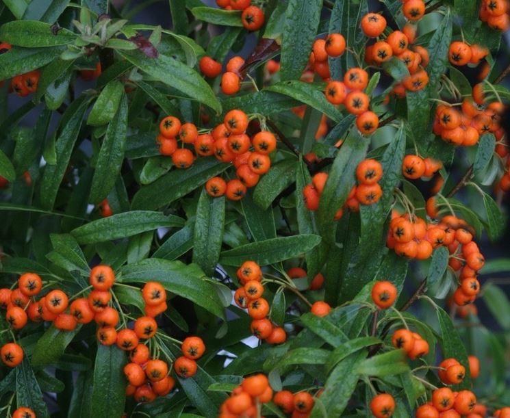 PYRACANTHA NAVAHO VASO 18CM